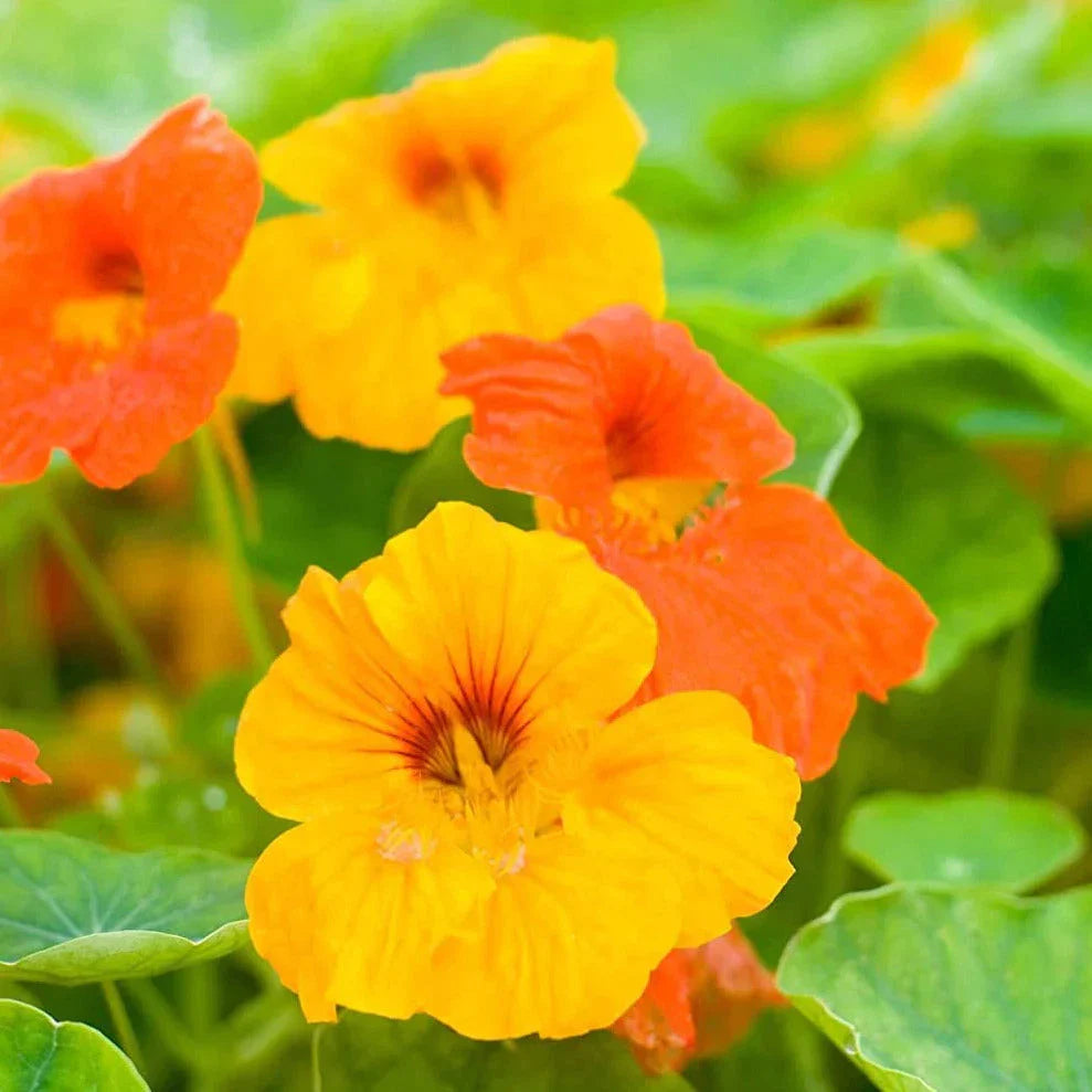 Dwarf Jewel Mix Nasturtium Seeds - Tropical Garden Variety - Ideal for 2025 Planting, USA Grown