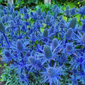 Blue Glitter Sea Holly Seeds - 25 Count - Eryngium Planum - Unique Ornamental Flower Seeds for Garden and Landscape