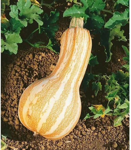 Cushaw Pumpkin Seeds - 10 Seeds - Orange Striped Variety - Cucurbita mixta