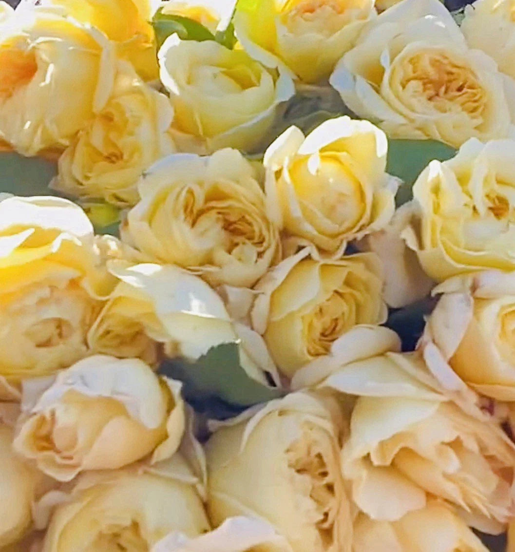 Moonlight Romantica Rose Plant Cuttings - 3 Fresh 6” Unrooted Cuttings - Rosa 'Moonlight Romantica'