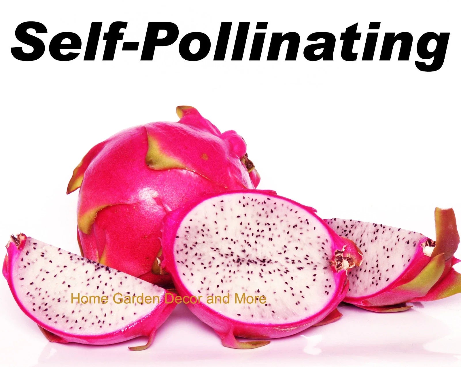 Dragon Fruit Cuttings - 4 Self-Pollinating White Flesh Pitaya Cuttings - Hylocereus undatus