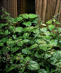Patchouli Seeds - 30+ Count - Pogostemon cablin - Herb Plant for Fragrance Oil Production