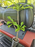 Large Bridal Bouquet Live Plant 19" White Plumeria pudica Frangipani - No Cutting, Tropical Flowering Plant