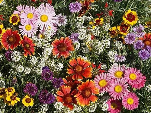 Perennial Wildflower Seeds Mix - Easy to Grow, Colorful Variety - Native Wildflowers for Gardens (Various Species)