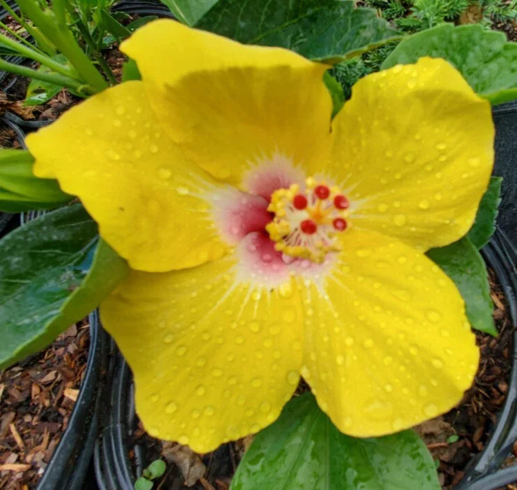 Hawaiian Yellow Hibiscus Live Plant 5" Tall - Hibiscus brackenridgei - Exotic Tropical Starter, Multicolor Blooms, Bare Root