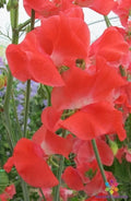 Edith Flanagan Sweet Pea Seeds - 50+ Pack - Heirloom Garden Seeds - Lathyrus odoratus - USA