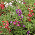 50+ Seeds Balsam Flowering Mix - Double Blooms Impatiens Balsamina