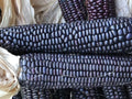 Ornamental Corn Seeds - Blue Hopi Variety - Fresh Seeds for Planting - Zea mays subsp. mays