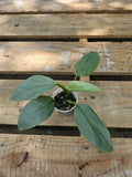 Philodendron Silver Sword 2.5" Pot - Philodendron hastatum, Exotic Houseplant, Indoor Greenery, Low Maintenance