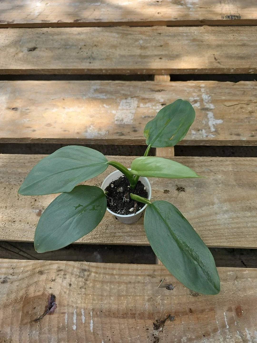 Philodendron Silver Sword 2.5" Pot - Philodendron hastatum, Exotic Houseplant, Indoor Greenery, Low Maintenance