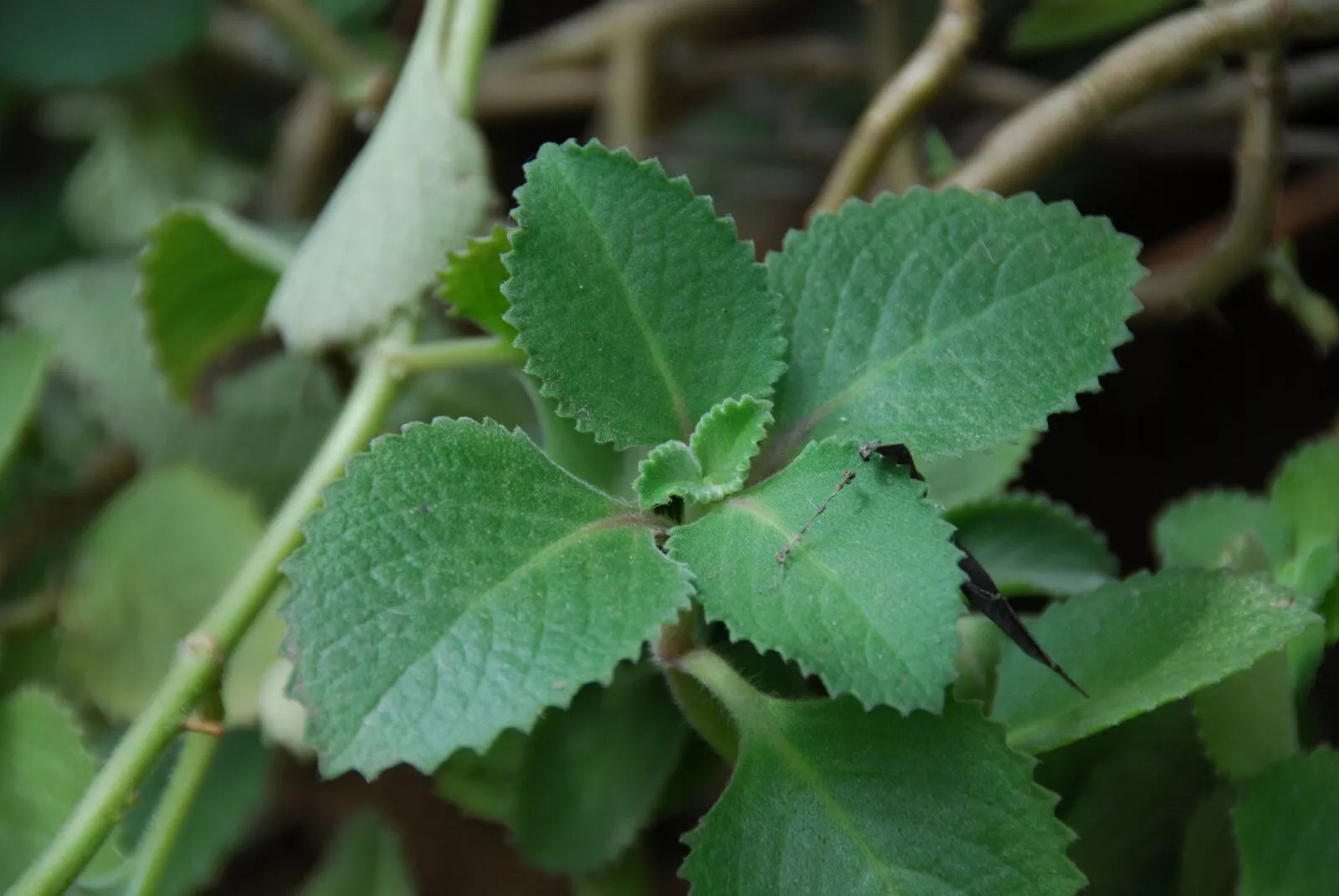 Cuban Oregano Plant - 4-8 inches - Broadleaf Thyme - Plectranthus amboinicus - Medicinal Culinary Herb, Indoor Houseplant
