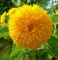 Teddy Bear Sunflower Seeds | Sungold Dwarf Variety | Fresh Garden Seed for 2025 | Helianthus annuus