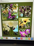 Dendrobium Orchid Plant - 1 Stem, Bare Root, No Pot, No Bloom - Exotic Houseplant for Home Decor