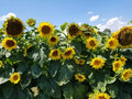 Sunflower Seeds - 100+ Black Oil - Heirloom Non-GMO - Fresh - Helianthus annuus