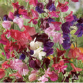 Sweet Pea Heirloom Flower Mix - 50 Non-GMO Seeds - Lathyrus Fragrant Vine for Garden