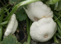 Early White Bush Scallop Squash Seeds - 25 Count - Summer Variety - Pattypan - USA, Free Shipping