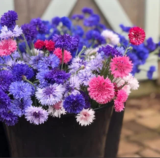 Polka Dot Bachelor Button Seeds - Heirloom Non-GMO - USA Grown Centaurea cyanus - Flower Seeds for Planting