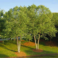 Live River Birch Tree Plant 1-5 Years Betula Nigra Well Rooted 10"-40" Tall