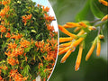 Honeysuckle Vine Seeds - 20 Pack, Orange Flowers, Lonicera ciliosa, USA Seller, Free Shipping