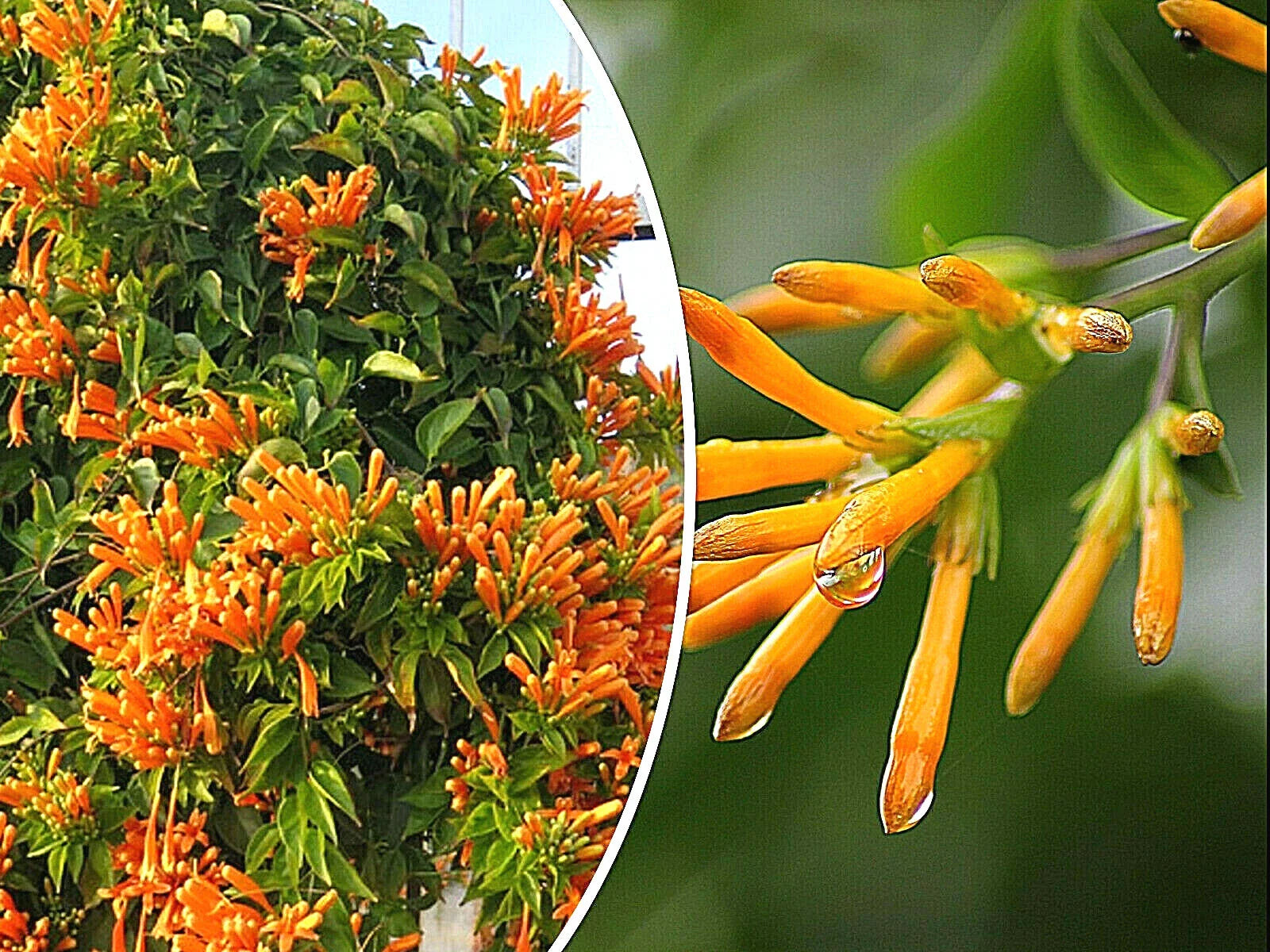 Honeysuckle Vine Seeds - 20 Pack, Orange Flowers, Lonicera ciliosa, USA Seller, Free Shipping
