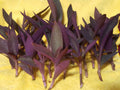 Wholesale 24 pc lot Purple Heart Wandering Jew Cuttings for Rooting - Tradescantia pallida