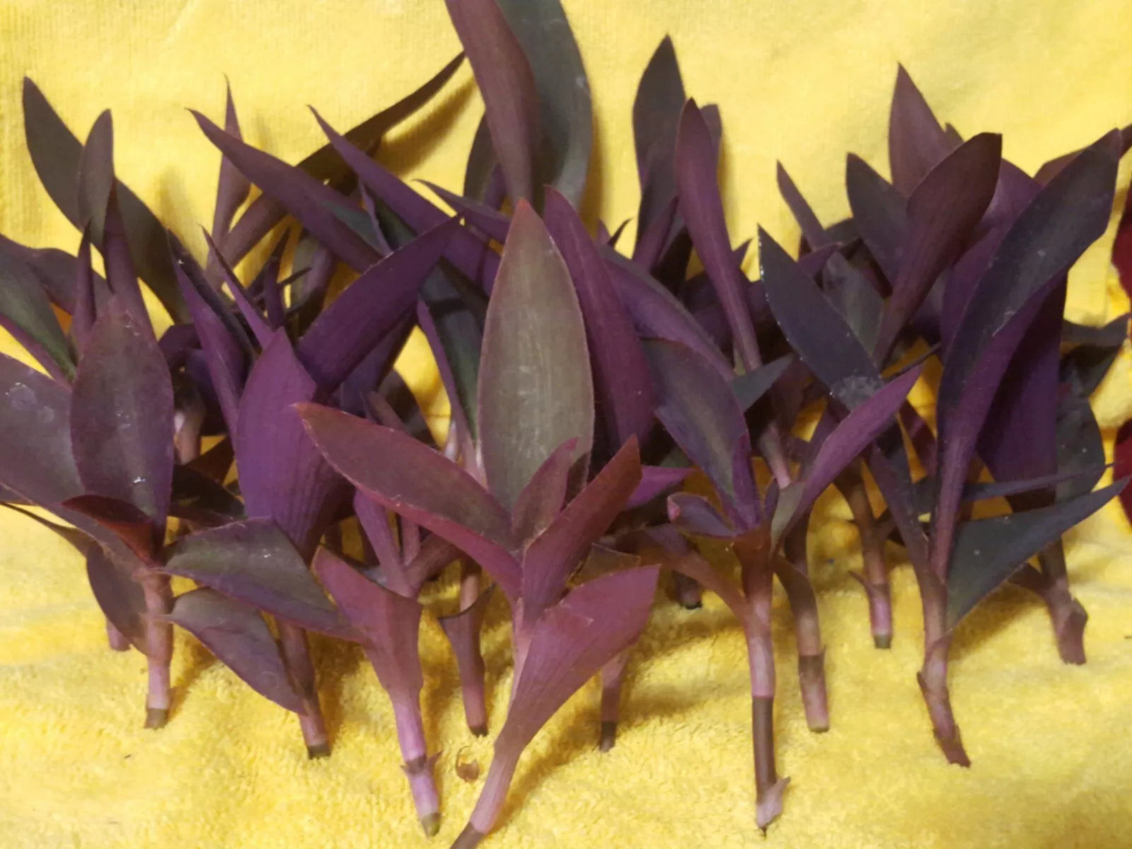 Wholesale 24 pc lot Purple Heart Wandering Jew Cuttings for Rooting - Tradescantia pallida
