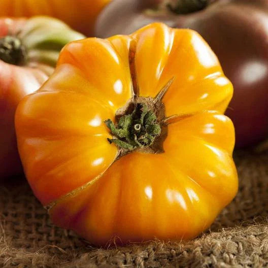 Heirloom Tomato Seeds - AMANA ORANGE - Non-GMO - 50 Seeds - Indeterminate Variety - Sweet Flavorful Fruits