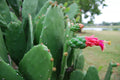 Prickly Pear Cactus Plant - Rooted Opuntia with Edible Nopal & Fruit, Medicinal Benefits, Green Foliage