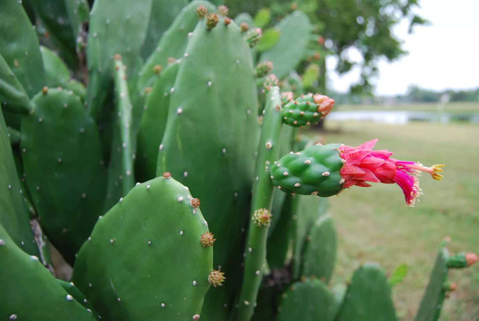 Prickly Pear Cactus Plant - Rooted Opuntia with Edible Nopal & Fruit, Medicinal Benefits, Green Foliage