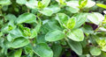 Sweet Marjoram Seeds, Heirloom, NON-GMO, 500 Count, Origanum majorana, Culinary Herb