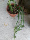 Cissus quadrangularis Plant Vine Climber - Exotic Rare Succulent, Square Rooted