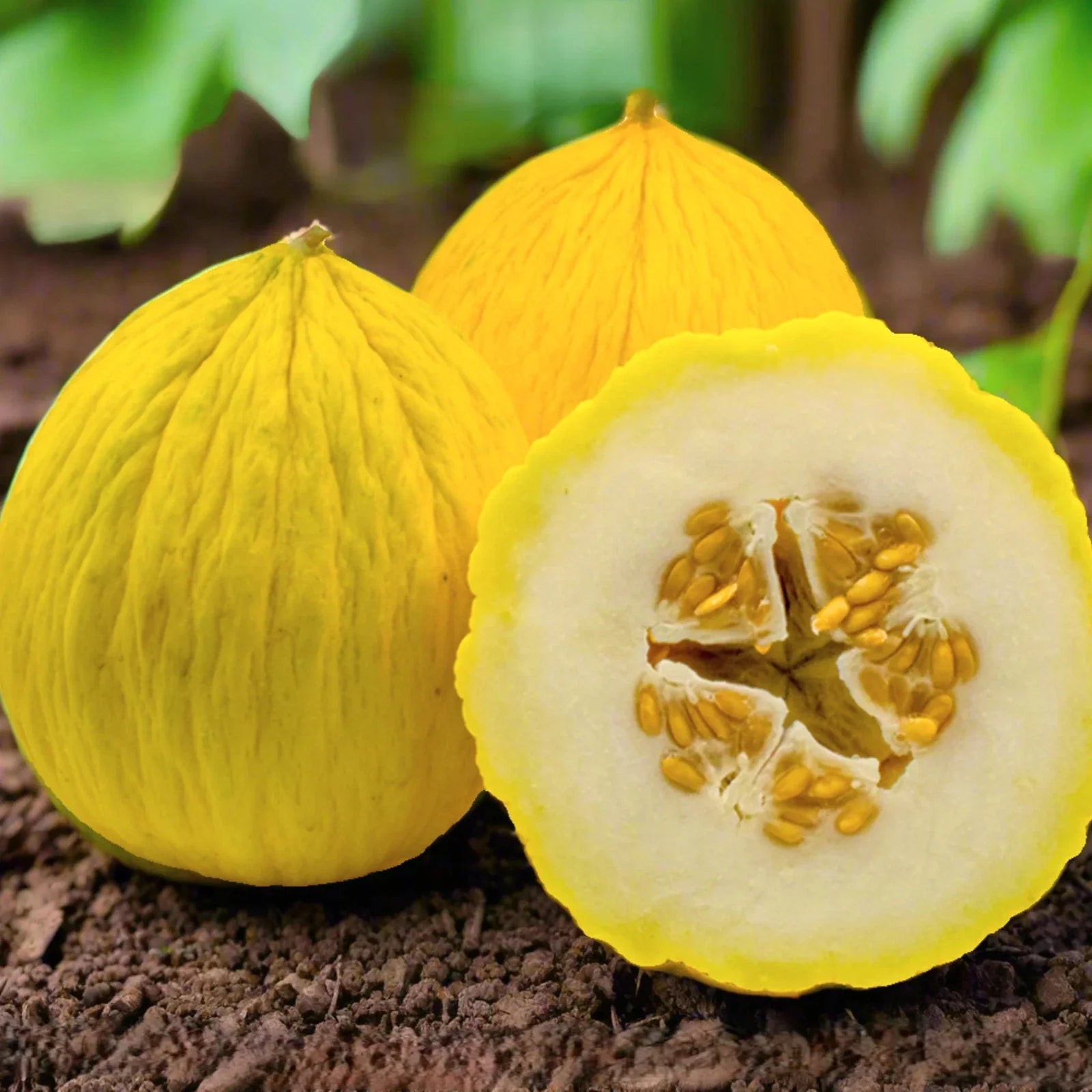 Golden Beauty Casaba Melon Seeds - Heirloom Sweet White Flesh - Ideal for 2025 Planting - Cucumis melo
