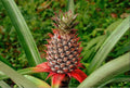 Wild Pineapple Seeds for Planting - 10 Seeds - Bromelia Pinguin - Tropical Fruit Seeds