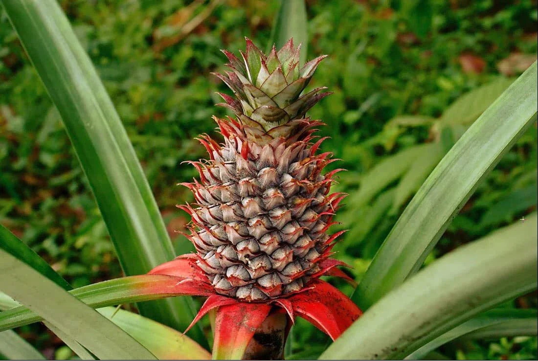 Wild Pineapple Seeds for Planting - 10 Seeds - Bromelia Pinguin - Tropical Fruit Seeds