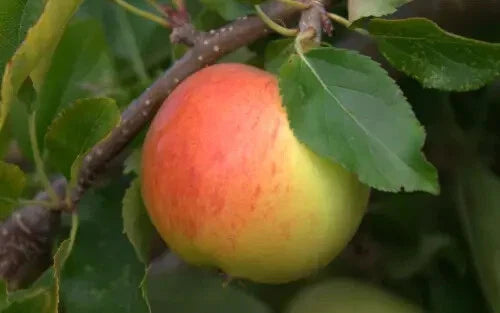 Gala Apple Seeds - 25 Pack - Heirloom Variety for Garden Planting - Malus domestica - USA
