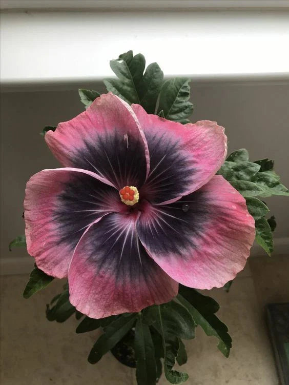 Pink Black Hibiscus Seeds - 20 Perennial Flower Seeds - Hibiscus rosa-sinensis - US Seller