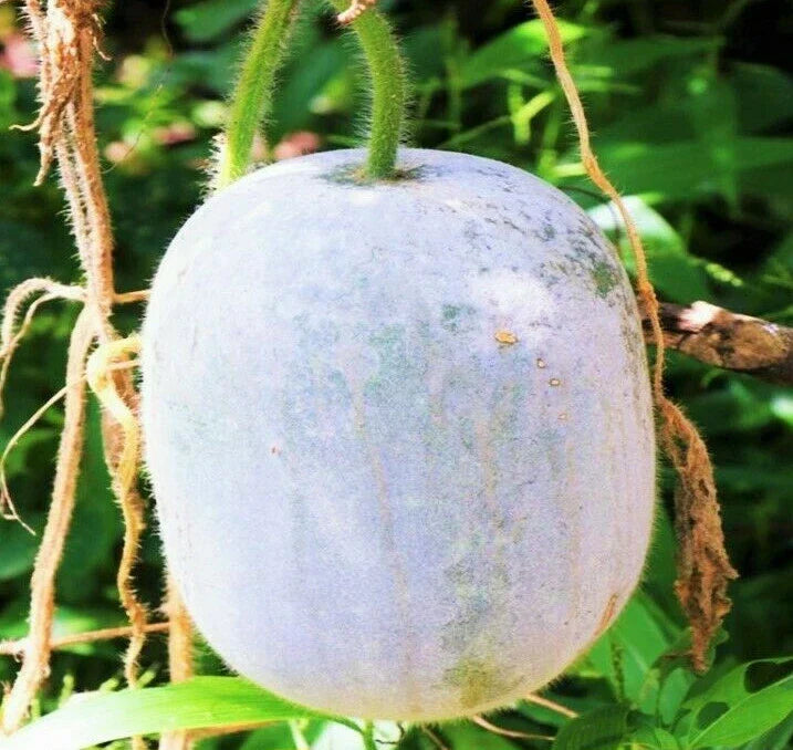 Giant White Skin Winter Melon Seeds, Dong Gua Ash Wax Gourd, Asian Vegetable Seeds, Cucurbita maxima