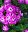 Purple Volcano Phlox Seeds - 100+ Count - Garden Planting - Phlox paniculata - USA - Free Shipping