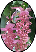 Medinilla Plant Starter - Florinilla "AROSA" - Live Well Rooted - Very Rare Tropical Houseplant