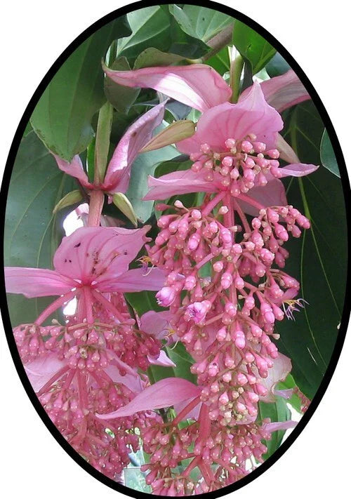 Medinilla Plant Starter - Florinilla "AROSA" - Live Well Rooted - Very Rare Tropical Houseplant