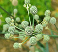 Rattlesnake Master Seeds - 100 Pack - Hardy Herbaceous Eryngium yuccifolium for Planting