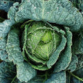 Savoy Cabbage Seeds 300+ Heirloom NON-GMO Vegetable Garden Seeds Brassica oleracea