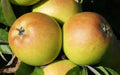 Sturmer Pippin Apple Seeds - 25+ Seeds for Garden Planting - Malus domestica - USA Grown - Organic Options Available