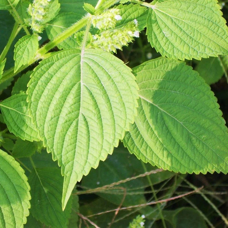 Green Perilla Seeds - Shiso Japanese Mint Basil - Kaennip Asian Herb Seed - 2025 Variety
