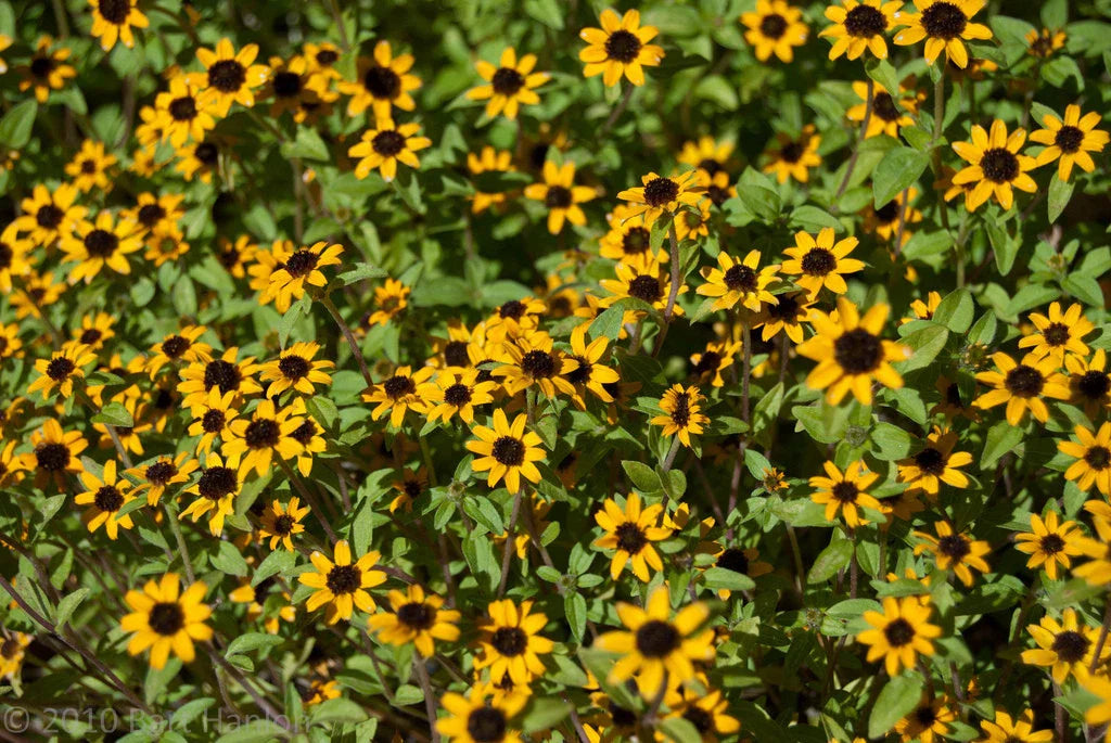 Creeping Zinnia Seeds - 150 Count - Low Groundcover - Zinnia angustifolia - GroCo USA - Ships Free