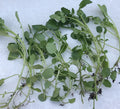 Live Watercress Cuttings - 15 Rooted Cuttings - Fresh Edible Vegetables - Nasturtium officinale