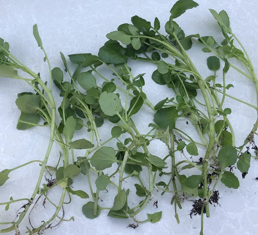 Live Watercress Cuttings - 15 Rooted Cuttings - Fresh Edible Vegetables - Nasturtium officinale