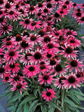Wicked Coneflower Daisy Seeds - 200+ Pack for Garden Planting - Echinacea purpurea - USA Grown, Free Shipping