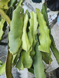 Dragon Fruit Cuttings 4"-6" Red Flesh Hyocereus Polyrhizus - 3 QTY Grafting Ready