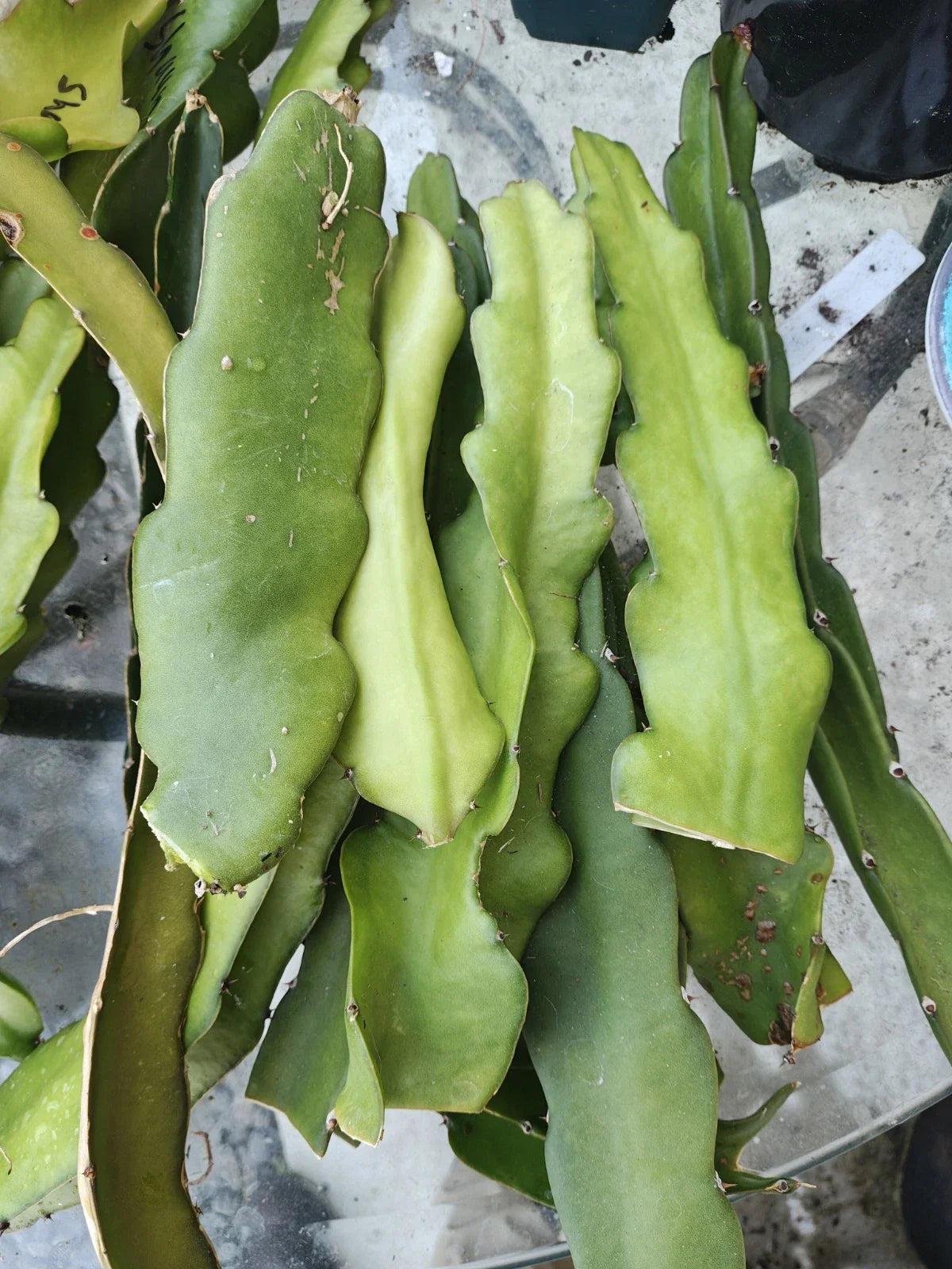Dragon Fruit Cuttings 4"-6" Red Flesh Hyocereus Polyrhizus - 3 QTY Grafting Ready
